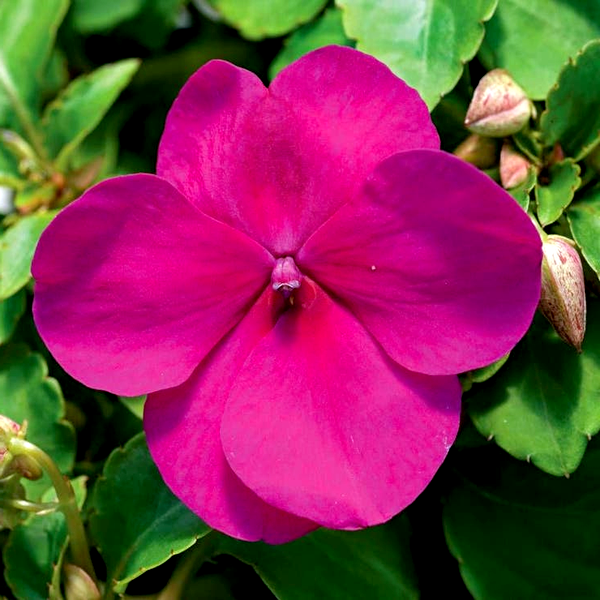 Accent™ Violet Hybrid Impatiens Seeds