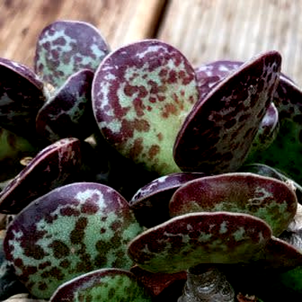 Adromischus maculatus