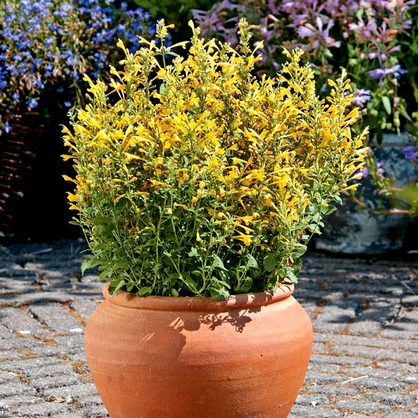 Agastache Arizona™ Sun Hyssop Seeds