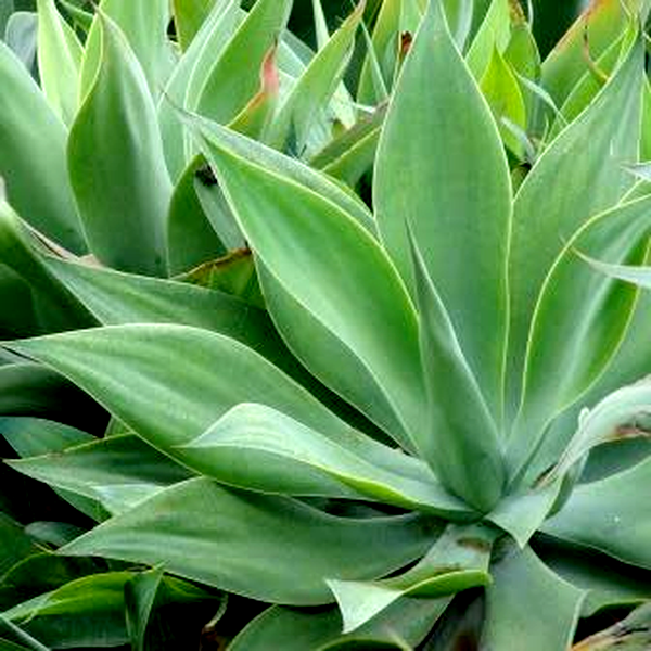 Agave attenuata
