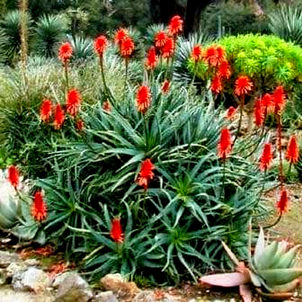 Aloe arborescens Red