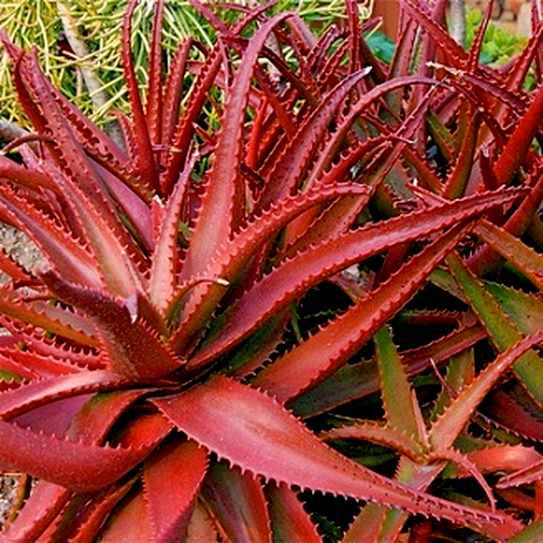 Aloe cameronii