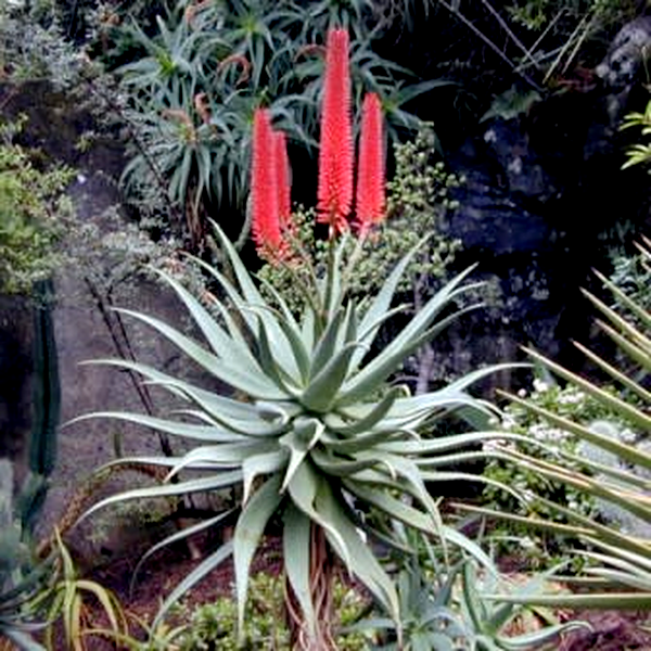 Aloe candelabrum