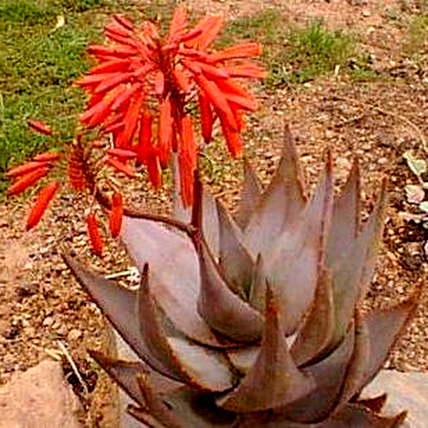 Aloe comptonii