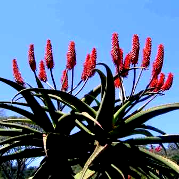 Aloe excelsa