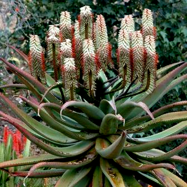 Aloe ferox White Flower