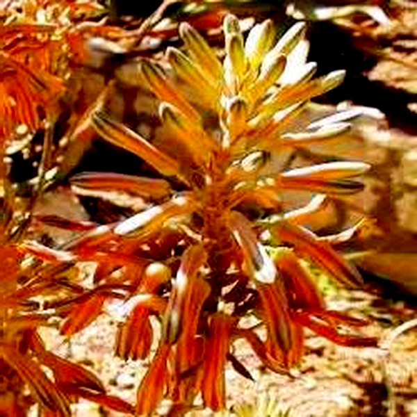 Aloe greatheadii var davyana