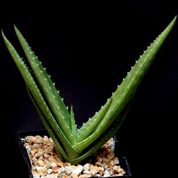 Aloe hahnii