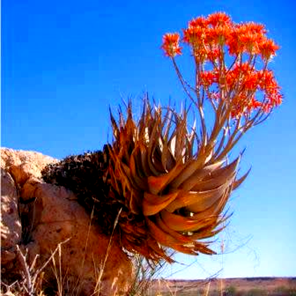 Aloe hereroensis