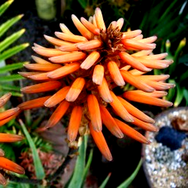 Aloe khamiesensis