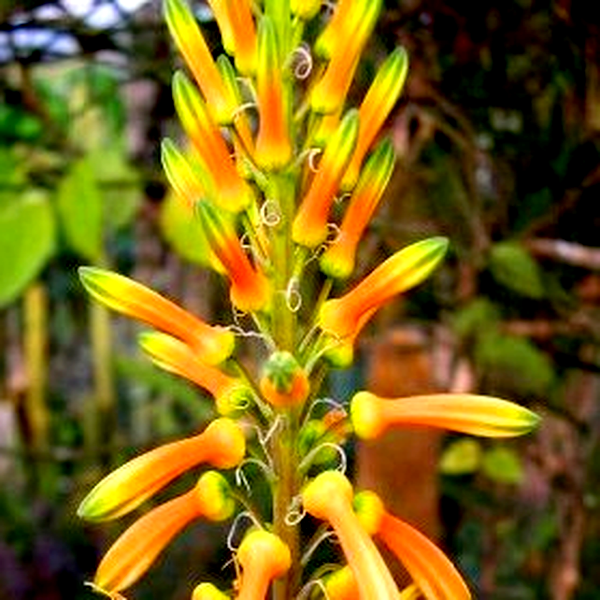 Aloe pruinosa
