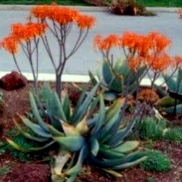 Aloe striata