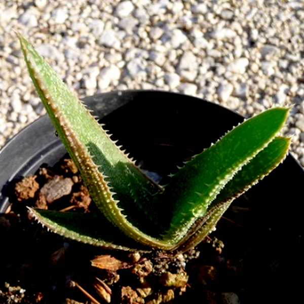 Aloe thorncroftii