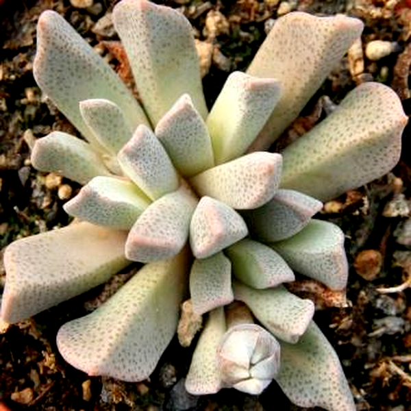 Aloinopsis orpenii