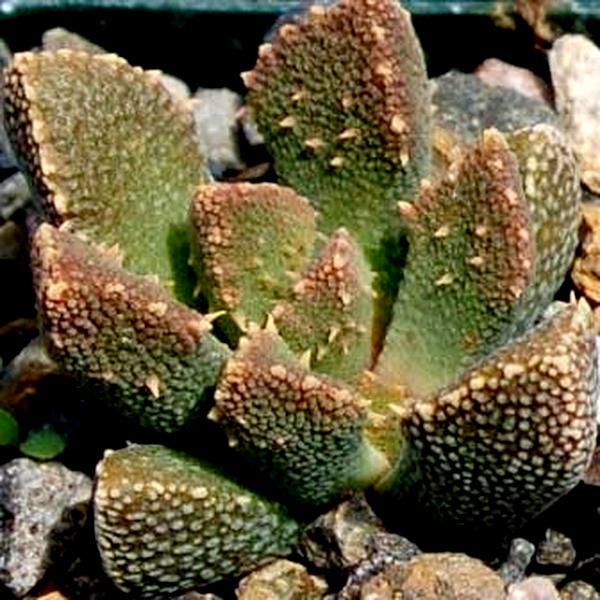 Aloinopsis setifera