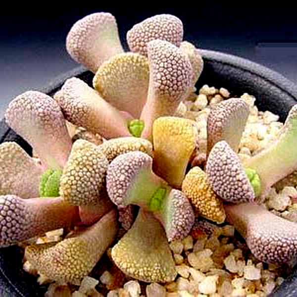 Aloinopsis villetii