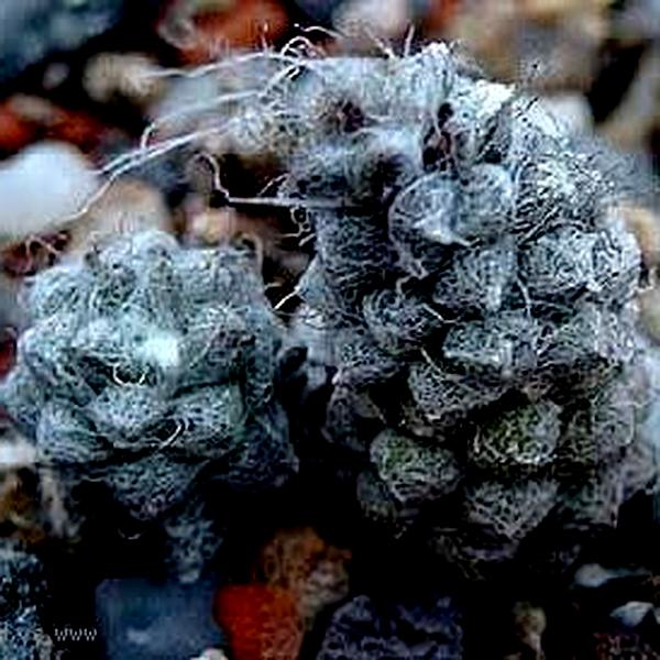 Anacampseros baeseckei