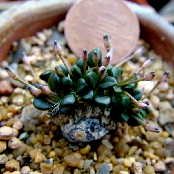 Anacampseros comptonii