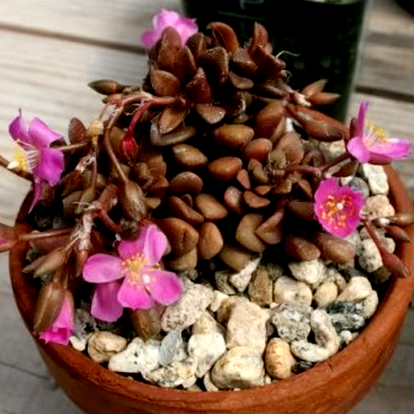 Anacampseros lubbersii