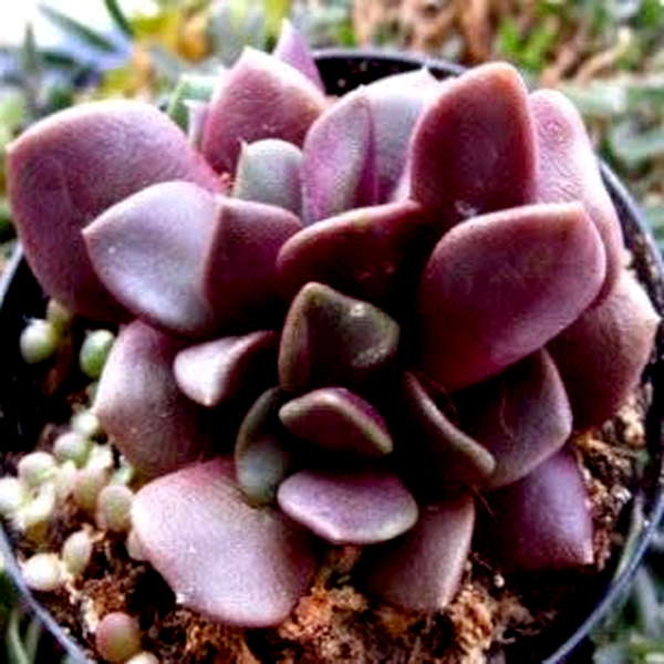 Anacampseros rufescens