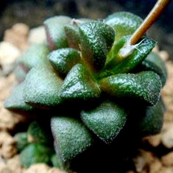 Anacampseros subnuda