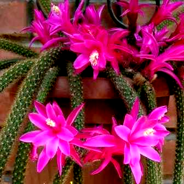 Aporocactus flagelliformis – Rattail Cactus