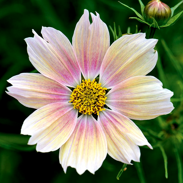 Apricot Lemonade' Cosmos Seeds