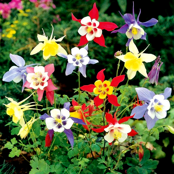 Aquilegia 'McKana Hybrids Mix'