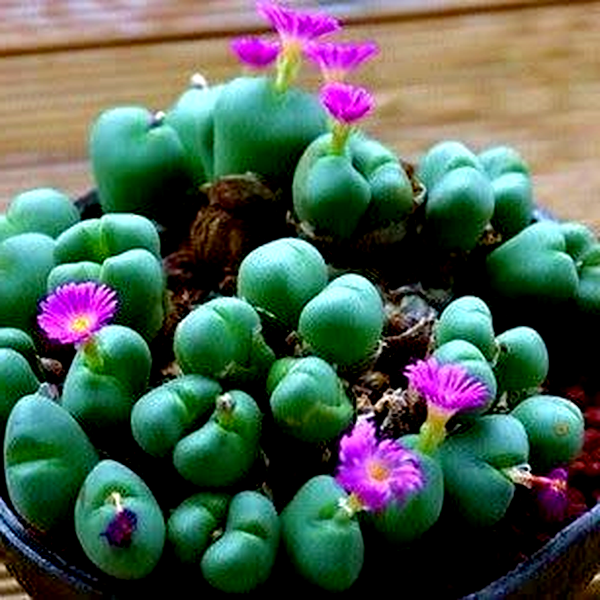 Argyroderma framesii subsp. hallii