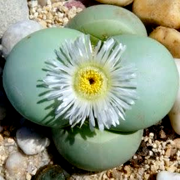 Argyroderma pearsonii forma luckhoffii