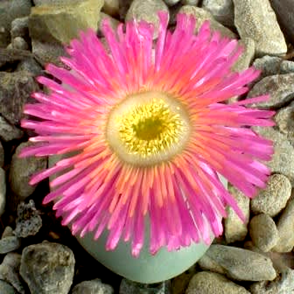 Argyroderma pearsonii forma pearsonii