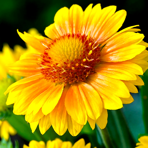Arizona Apricot Blanket Flower Seeds