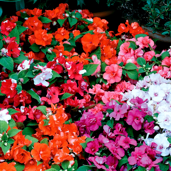 Athena Mix Impatiens Seeds