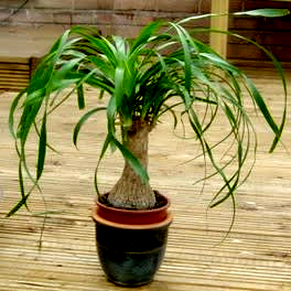 Beaucarnea guatemalensis