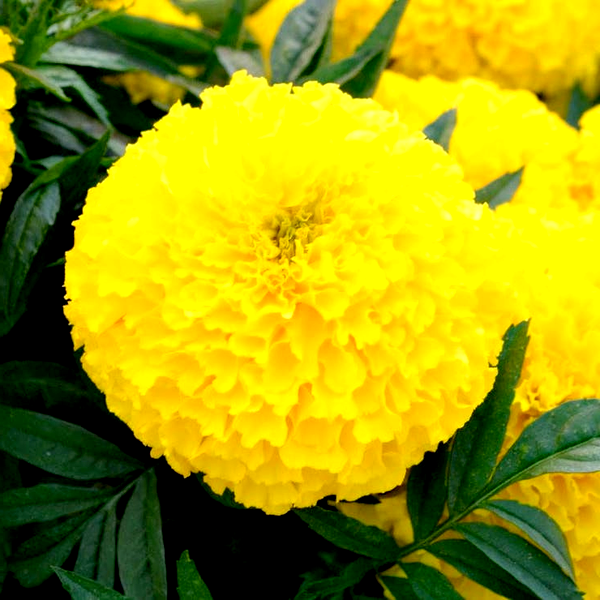 Big Duck™ Yellow Marigold Seeds