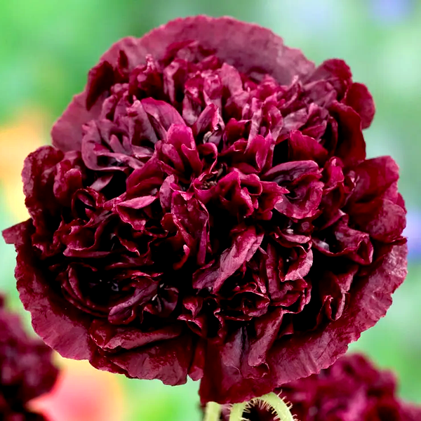 Black Peony Poppy Seeds