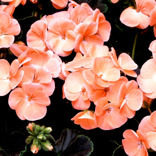 Black Velvet Salmon Hybrid Geranium Seeds