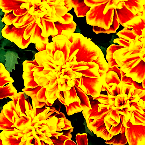 Bonanza™ Bee Marigold Seeds