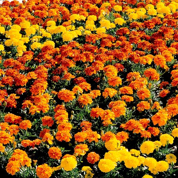 Bonanza™ Mix Marigold Seeds