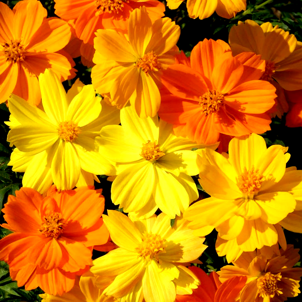 Bright Lights' Cosmos Seeds