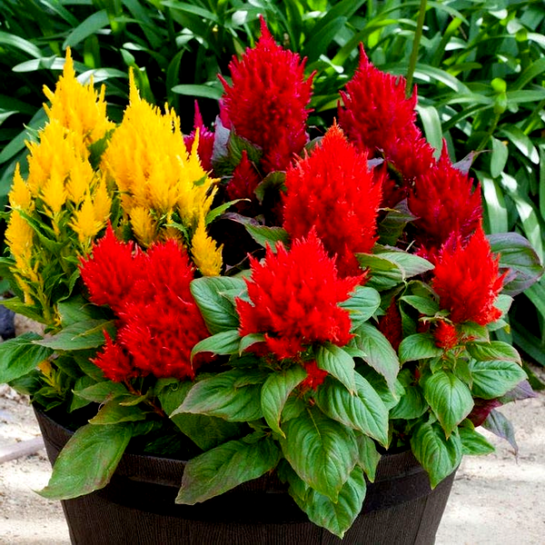 Bright Sparks™ Mix Celosia Seeds