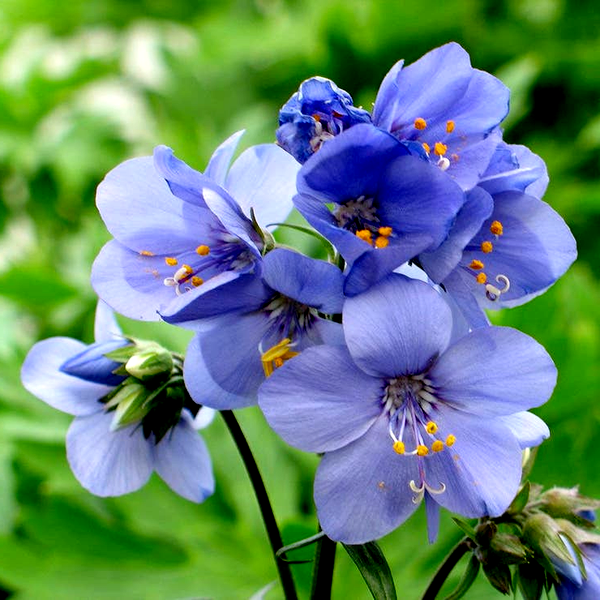 Brise d'Anjou™ Jacob's Ladder