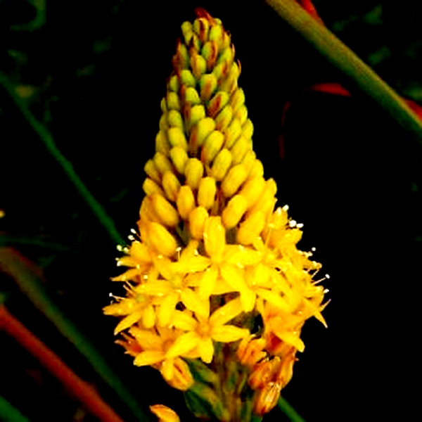 Bulbine angustifolia