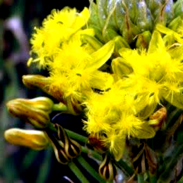 Bulbine narcissifolia