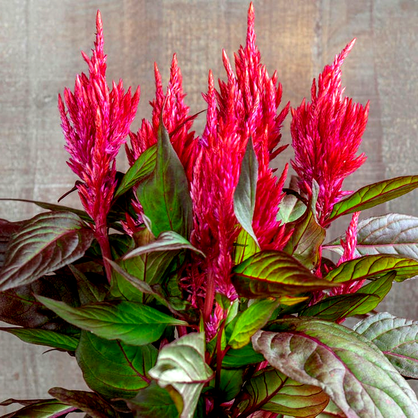Burning Embers Celosia Seeds
