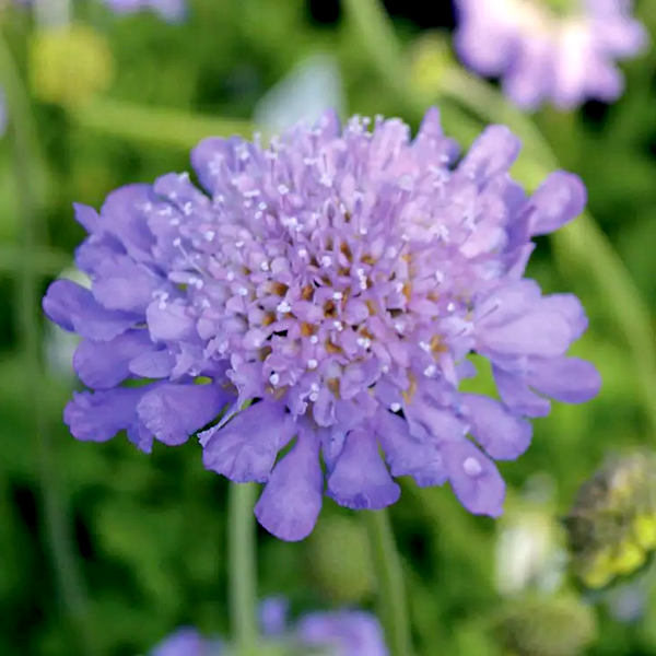Butterfly Blue Pincushion Flower