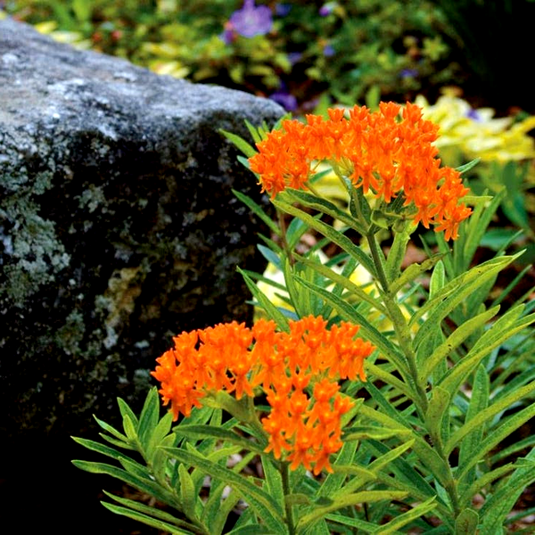 Butterfly Weed Seeds
