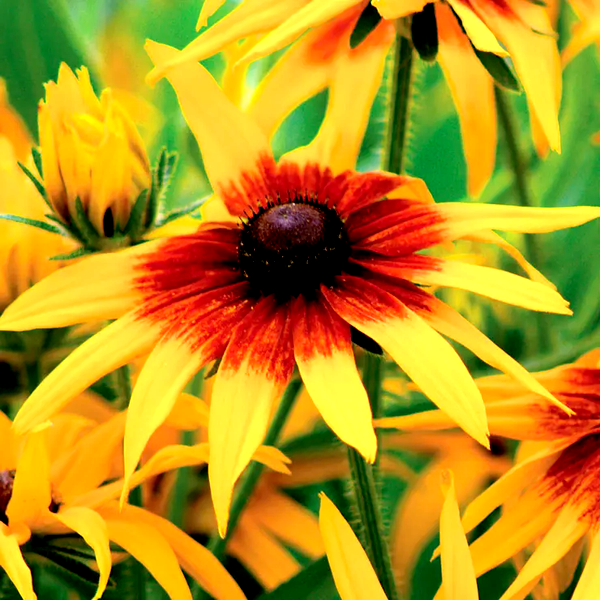 Cappuccino Rudbeckia Seeds