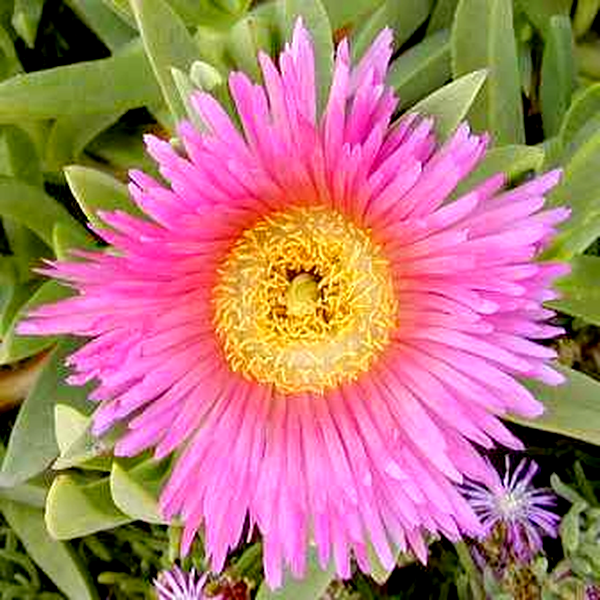 Carpobrotus mellei