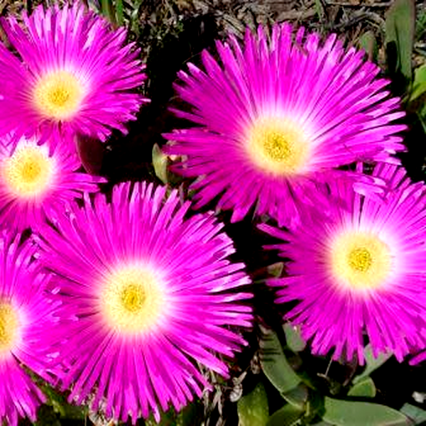 Carpobrotus muirii